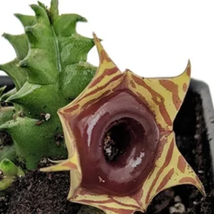 Lifesaver Cactus Plant - Huernia zebrina Exotic Succulent 4