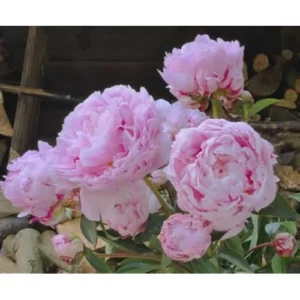 Light Pink Peony Bulb - Double Peonies Roots, Bareroot, 1 Root 2-3 Eyes