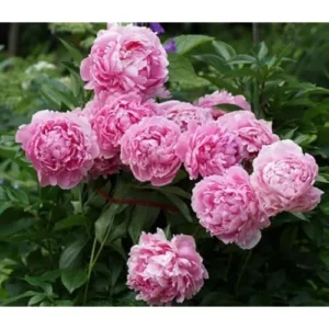 Light Pink Peony Bulb - Double Peonies Roots, Bareroot, 1 Root 2-3 Eyes