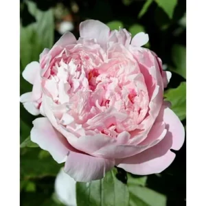 Light Pink Peony Bulb - Double Peonies Roots, Bareroot, 1 Root 2-3 Eyes
