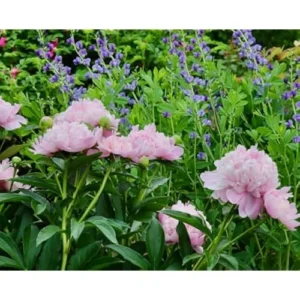 Light Pink Peony Bulb - Double Peonies Roots, Bareroot, 1 Root 2-3 Eyes