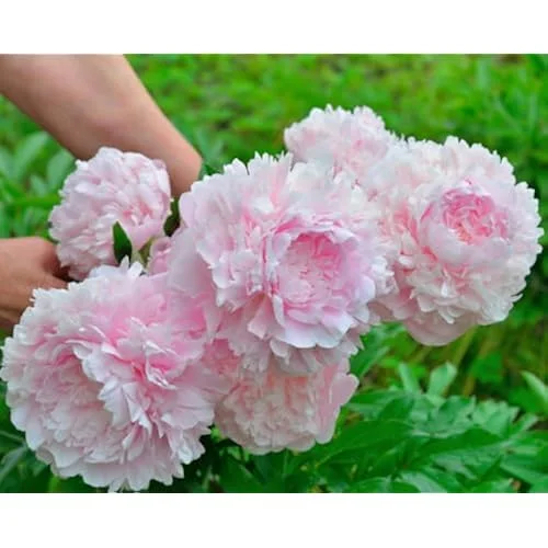 Light Pink Peony Bulb - Double Peonies Roots, Bareroot, 1 Root 2-3 Eyes