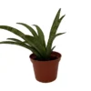 Lilliput Snake Plant - Compact Sansevieria Hybrid in 2.5" Pot – Indoor Houseplant