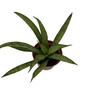 Lilliput Snake Plant - Compact Sansevieria Hybrid in 2.5