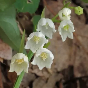 Lily of the Valley (10 Bare Root) – Fragrant Perennial Ground Cover