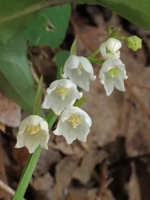 Lily of the Valley (10 Bare Root) – Fragrant Perennial Ground Cover