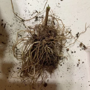 Lily of the Valley (10 Bare Root) – Fragrant Perennial Ground Cover