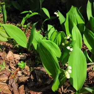Lily of the Valley (10 Bare Root) – Fragrant Perennial Ground Cover