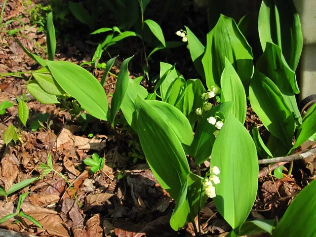 Lily of the Valley (10 Bare Root) – Fragrant Perennial Ground Cover
