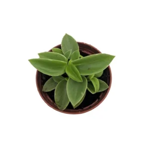 Limey Pixie Peperomia Compact Indoor Plant – 2.5