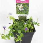 Lindernia Grandiflora Blue Monkey Flower – 2.5" Pot Live Plant – Creeper for Terrariums & Fairy Gardens