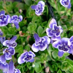 Lindernia Grandiflora Blue Monkey Flower – 2.5