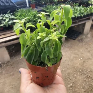 Lipstick Curly Twisted Lipstick Plant - Aeschynanthus Rasta - 2in Pot - Trailing Houseplant