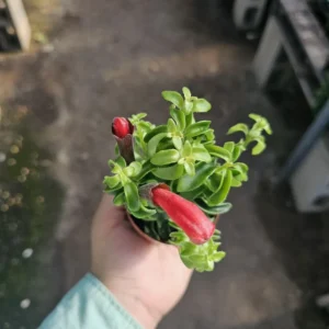 Lipstick Curly Twisted Lipstick Plant - Aeschynanthus Rasta - 2in Pot - Trailing Houseplant