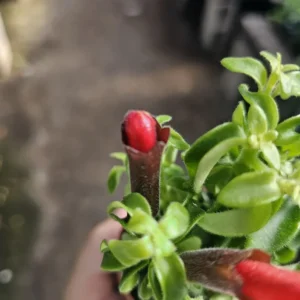 Lipstick Curly Twisted Lipstick Plant - Aeschynanthus Rasta - 2in Pot - Trailing Houseplant