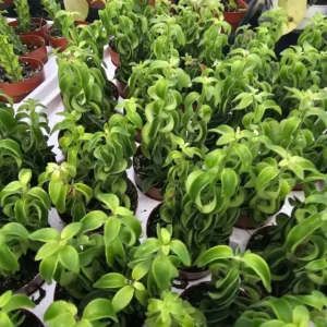 Lipstick Curly Twisted Lipstick Plant - Aeschynanthus Rasta - 2in Pot - Trailing Houseplant