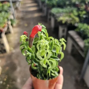 Lipstick Curly Twisted Lipstick Plant - Aeschynanthus Rasta - 2in Pot - Trailing Houseplant