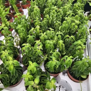 Lipstick Curly Twisted Lipstick Plant - Aeschynanthus Rasta - 2in Pot - Trailing Houseplant