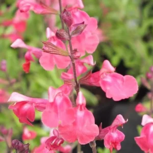 Lipstick Salvia Greggi Live Plant 1 Gal – Stunning Red Blooms, Hummingbird Attraction