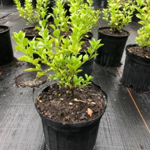 Lipstick Salvia Greggi Live Plant 1 Gal – Stunning Red Blooms, Hummingbird Attraction