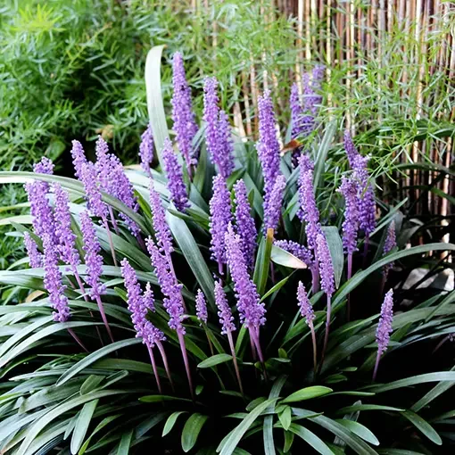 Liriope Muscari ‘Giant’ 1 Gallon Live Plant – Evergreen Border Grass, Purple Flowers