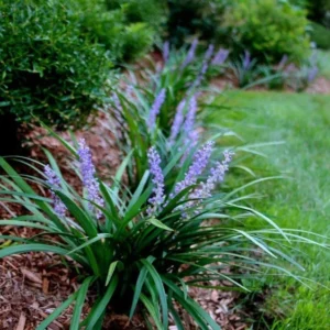 Liriope Muscari ‘Giant’ 1 Gallon Live Plant – Evergreen Border Grass, Purple Flowers