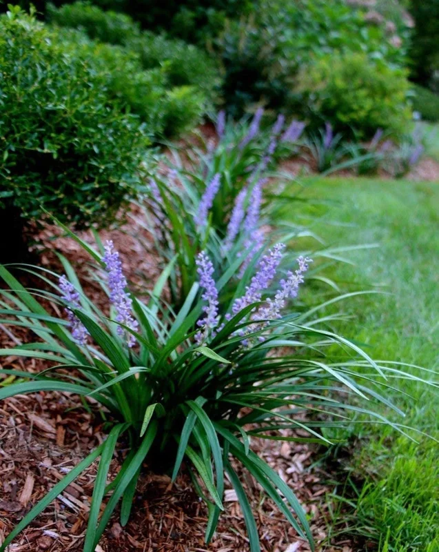 Liriope Muscari ‘Giant’ 1 Gallon Live Plant – Evergreen Border Grass, Purple Flowers