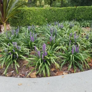 Liriope Muscari ‘Giant’ 1 Gallon Live Plant – Evergreen Border Grass, Purple Flowers