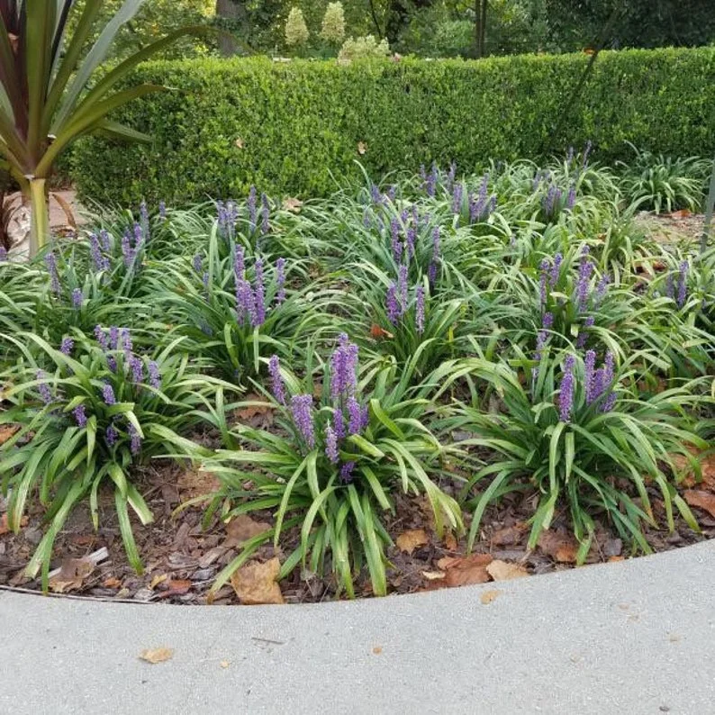 Liriope Muscari ‘Giant’ 1 Gallon Live Plant – Evergreen Border Grass, Purple Flowers