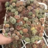 Lithops - Lithops Live Plants 120-150 pcs - 3 Inch Square - Colorful Organic Succulents