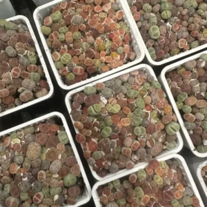 Lithops - Lithops Live Plants 120-150 pcs - 3 Inch Square - Colorful Organic Succulents