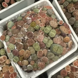 Lithops - Lithops Live Plants 120-150 pcs - 3 Inch Square - Colorful Organic Succulents