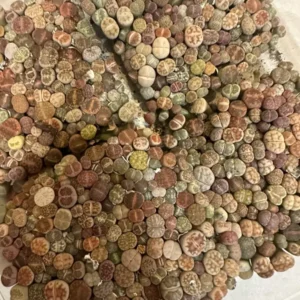Lithops - Lithops Live Plants - 200-250pcs - 4 Inch Square- Colorful Organic Succulents