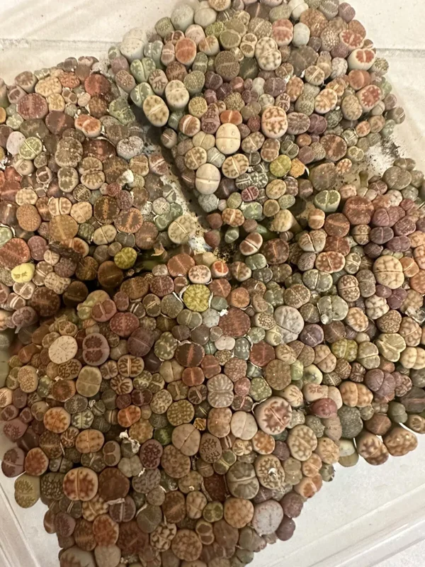 Lithops - Lithops Live Plants - 200-250pcs - 4 Inch Square- Colorful Organic Succulents
