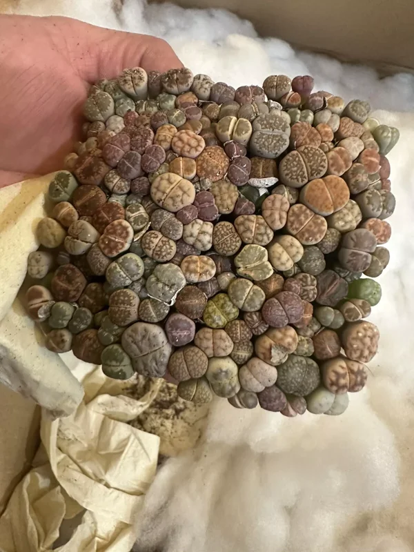 Lithops - Lithops Live Plants - 200-250pcs - 4 Inch Square- Colorful Organic Succulents