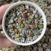 Lithops - Lithops Live Plants 40pcs – 0.3-0.4” Rare Colorful Living Stones – Succulent Mix