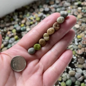 Lithops - Lithops Live Plants 40pcs – 0.3-0.4” Rare Colorful Living Stones – Succulent Mix