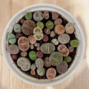 Lithops - Lithops Live Plants 40pcs – 0.3-0.4” Rare Colorful Living Stones – Succulent Mix