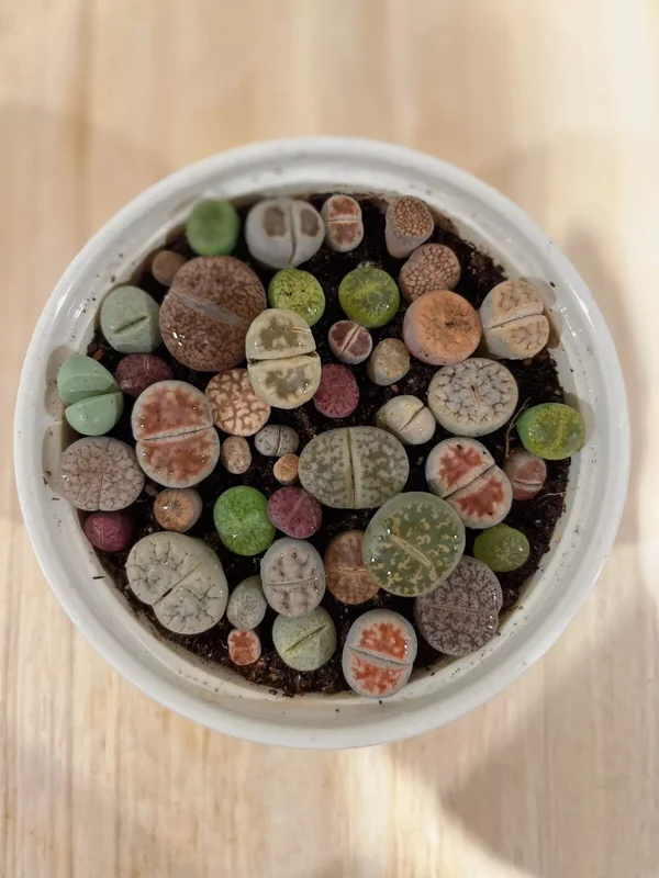 Lithops Living Stone Succulents - Lithops Live Plants 80pcs (0.4-0.5”) - Colorful Bare Root Plants