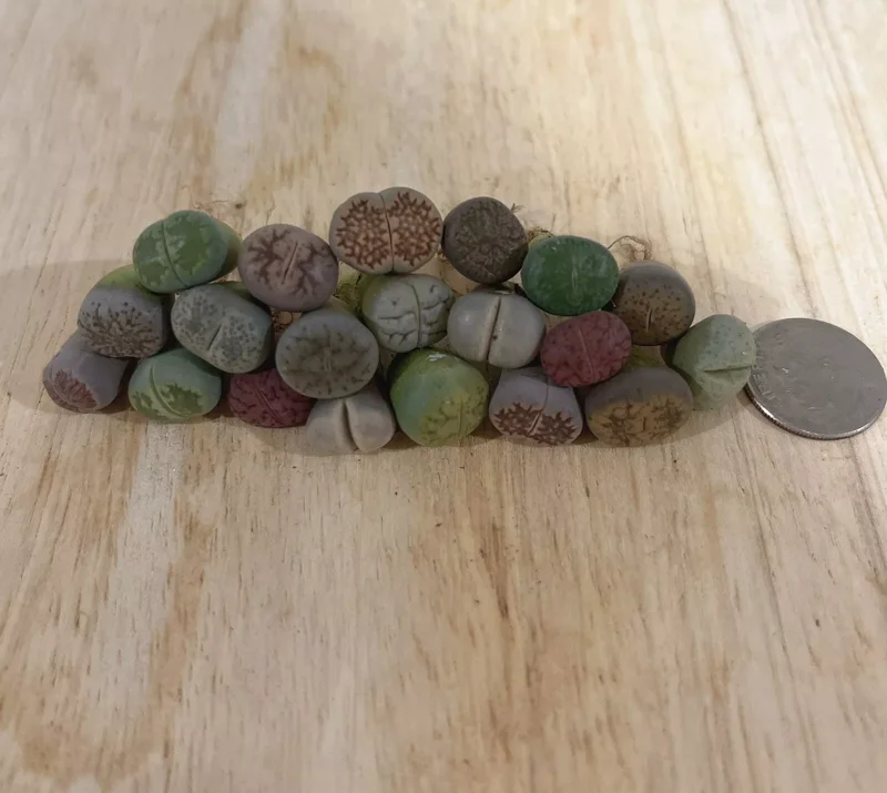 Lithops Living Stone Succulents - Lithops Live Plants 80pcs (0.4-0.5”) - Colorful Bare Root Plants