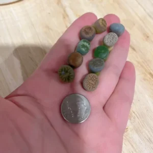 Lithops Living Stone Succulents - Lithops Live Plants 80pcs (0.4-0.5”) - Colorful Bare Root Plants
