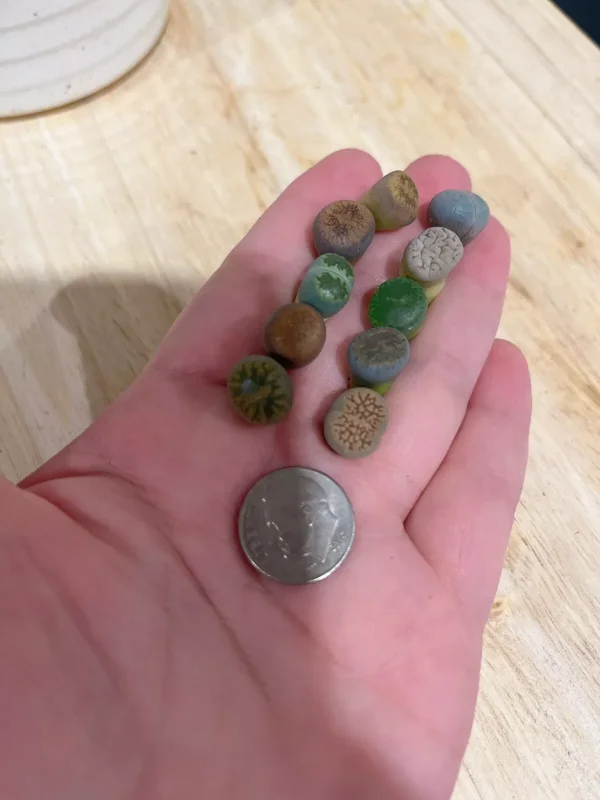 Lithops Living Stone Succulents - Lithops Live Plants 80pcs (0.4-0.5”) - Colorful Bare Root Plants