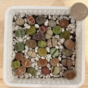Lithops Living Stone Succulents - Lithops Live Plants 80pcs (0.4-0.5”) - Colorful Bare Root Plants