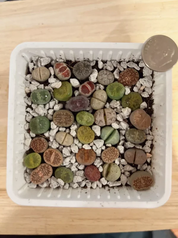 Lithops Living Stone Succulents - Lithops Live Plants 80pcs (0.4-0.5”) - Colorful Bare Root Plants