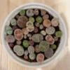 Lithops Succulent Plants - Lithops Live Plants - 30pcs (0.2-0.3") - Colorful Living Stones, Bare Root