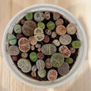 Lithops Succulent Plants - Lithops Live Plants - 30pcs (0.2-0.3") - Colorful Living Stones, Bare Root