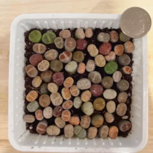Lithops Succulent Plants - Lithops Live Plants - 30pcs (0.2-0.3