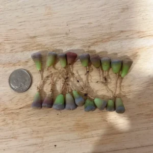 Lithops Succulent Plants - Lithops Live Plants - 30pcs (0.2-0.3