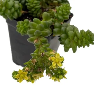 Little Gem Cremnosedum Stonecrop Succulent – 2.5