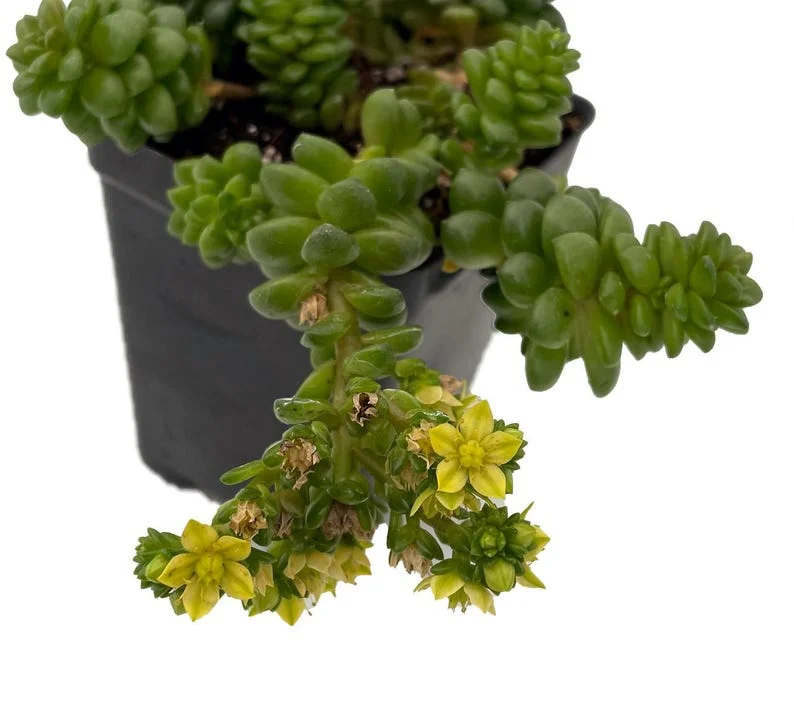 Little Gem Cremnosedum Stonecrop Succulent – 2.5" Pot, Easy-Care Dwarf Plant